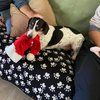 doxielady22